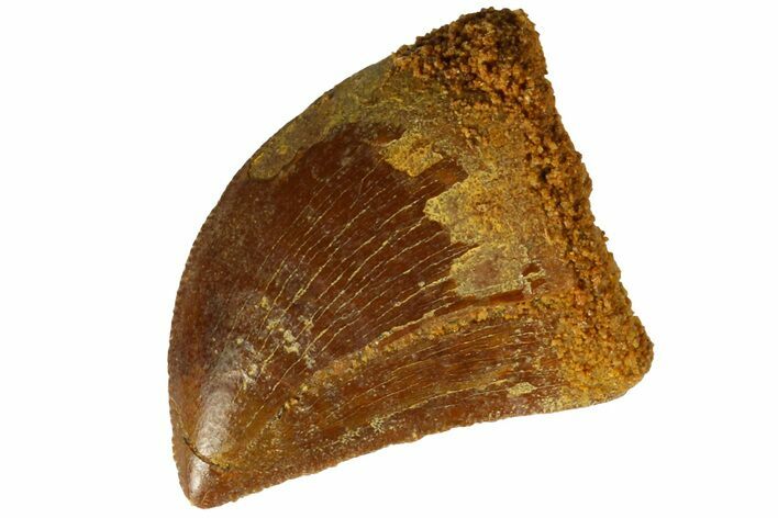 Serrated, Juvenile Carcharodontosaurus Tooth #186076